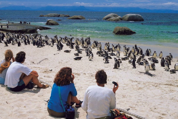 Boulders Beach penguin colony