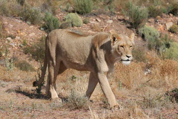Lions at Aquila